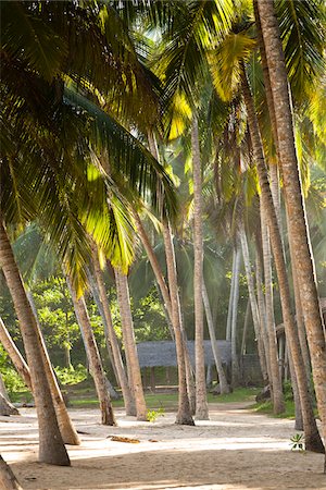 Thatched Roof Shelter and Palm Trees, Amanwella Hotel, Tangalle, Sri Lanka Stock Photo - Rights-Managed, Code: 700-05642161