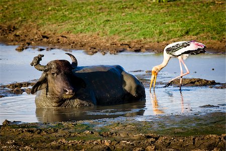 Water Buffalo and Painted Stork, Udawalawe National Park, Sri Lanka Foto de stock - Con derechos protegidos, Código: 700-05642175