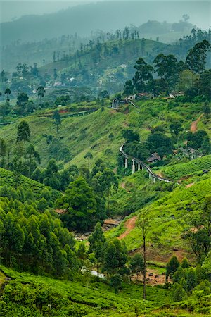 Kataboola Tea Estate, Nawalapitiya, Sri Lanka Stock Photo - Rights-Managed, Code: 700-05642225