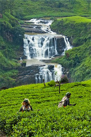 Tea Pickers at Tea Plantation by St. Clair's Falls, Nuwara Eliya District, Sri Lanka Foto de stock - Con derechos protegidos, Código: 700-05642232