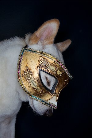 Chien portant masque Photographie de stock - Rights-Managed, Code: 700-05653259