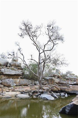 Bare Tree at Cotton Sack, Pai Mateus, Cabaceiras, Paraiba, Brazil Stock Photo - Rights-Managed, Code: 700-05810216