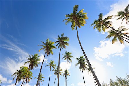 simsearch:700-05810249,k - Palm Trees, Praia de Tabatinga, Paraiba, Brazil Stock Photo - Rights-Managed, Code: 700-05810249