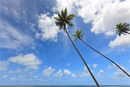 simsearch:700-05810249,k - Palm Trees and Blue Sky, Praia de Tabatinga, Tabatinga Beach, Paraiba, Brazil Stock Photo - Rights-Managed, Code: 700-05810242