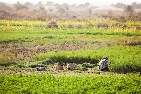 egypt - Farmer in Field, Dakhla Oasis,  Egypt Stock Photo - Rights-Managed, Code: 700-05821792