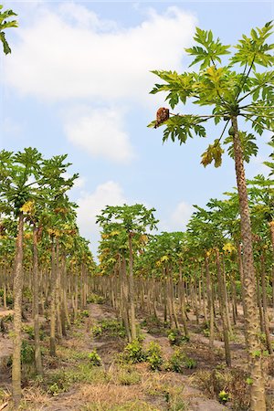 simsearch:700-05810249,k - Papaya Trees on Plantation, Mamao, Camaratuba, Paraiba, Brazil Stock Photo - Rights-Managed, Code: 700-05821837