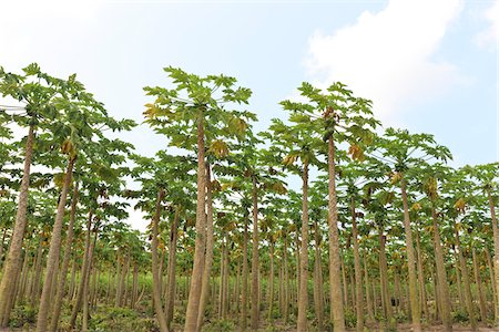 simsearch:700-05810249,k - Papaya Trees on Plantation, Mamao, Camaratuba, Paraiba, Brazil Stock Photo - Rights-Managed, Code: 700-05821841