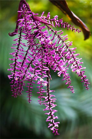 Purple Flower, Tokunoshima Island, Kagoshima Prefecture, Japan Stock Photo - Rights-Managed, Code: 700-05837460