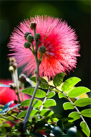 east asia - Red Fairy Duster, Ryukyu Mura, Onna Village, Okinawa Island, Okinawa Prefecture, Japan Stock Photo - Rights-Managed, Code: 700-05837462