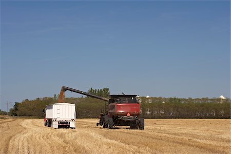 prairie crops and farm - Harvesting Oats, Starbuck, Manitoba, Canada Stock Photo - Rights-Managed, Code: 700-05973206