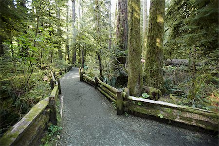 park lane - Walkway through Cathedral Grove, MacMillan Provincial Park, Vancouver Island, British Columbia, Canada Foto de stock - Con derechos protegidos, Código: 700-06025281