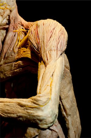 dehydrated corpse - Plastinated Human Shoulder and Arm Stock Photo - Rights-Managed, Code: 700-06038095