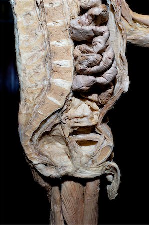 Plastinated Human Male Sagital Section of Spinal Column, Abdominal Cavity and Pelvis Foto de stock - Con derechos protegidos, Código: 700-06038091