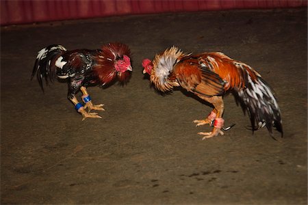 rooster - Cockfight, Chumphon, Thailand Stock Photo - Rights-Managed, Code: 700-06038119