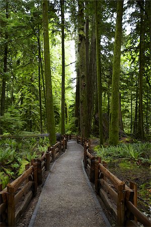 enclos - Chemin à travers la forêt, le Parc Provincial MacMillan, l'île de Vancouver, en Colombie-Britannique, Canada Photographie de stock - Rights-Managed, Code: 700-06038129