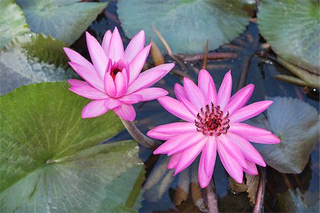 Water Lily Stock Photo - Rights-Managed, Code: 700-06038122