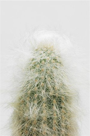 simsearch:700-06334366,k - Close-Up of Cactus Stock Photo - Rights-Managed, Code: 700-06334365
