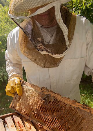 Beekeeper Holding Hive Frame Stock Photo - Rights-Managed, Code: 700-06334460