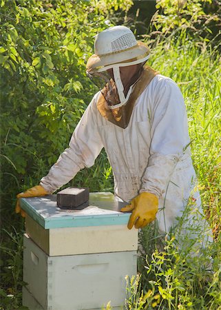 Beekeeper Opening Hive Stock Photo - Rights-Managed, Code: 700-06334463