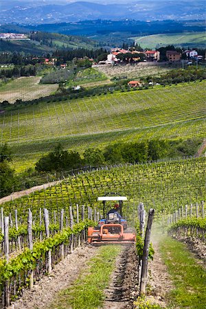 Vineyard, Chianti, Tuscany, Italy Stock Photo - Rights-Managed, Code: 700-06367838