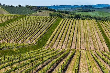 Vineyards, Lilliano, Chianti, Tuscany, Italy Foto de stock - Con derechos protegidos, Código: 700-06367870
