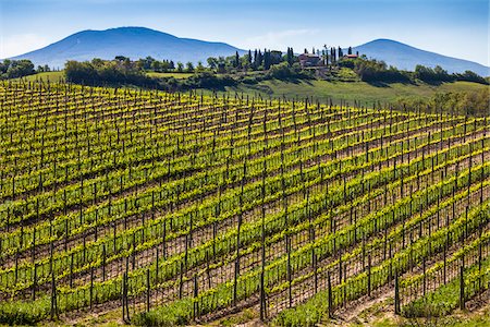 Vignoble, Montalcino, Val d'Orcia, Province de Sienne, Toscane, Italie Photographie de stock - Rights-Managed, Code: 700-06368027