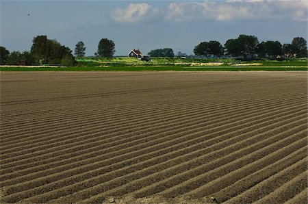 potato farm - Potato Field and House Stock Photo - Rights-Managed, Code: 700-06368350