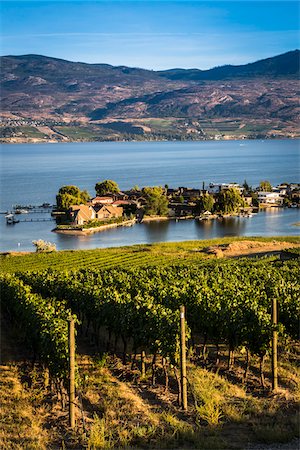 Vineyard Overlooking Lake and Houses, Kelowna, Okanagan Valley, British Columbia, Canada Foto de stock - Con derechos protegidos, Código: 700-06465406