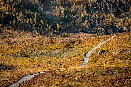 pinaceae - Person Walking on Trail in Autumn, Mount Assiniboine Provincial Park, British Columbia, Canada Photographie de stock - Rights-Managed, Code: 700-06465474