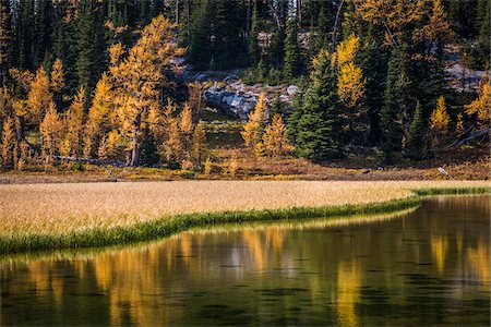 subalpine larch - Long Grass in Grizzly Lake in Autumn, Sunshine Meadows, Mount Assiniboine Provincial Park, British Columbia, Canada Stock Photo - Rights-Managed, Code: 700-06465494