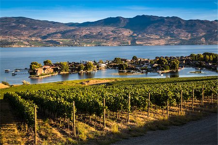 rows of crops - Vineyard in Kelowna, British Columbia, Canada Stock Photo - Rights-Managed, Code: 700-06465568