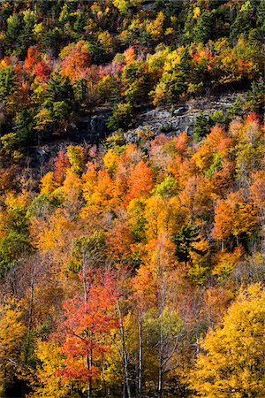 simsearch:700-06465624,k - Detail of Mountainside Forest in Autumn, High Falls Gorge, Wilmington, Essex County, New York State, USA Stock Photo - Rights-Managed, Code: 700-06465598