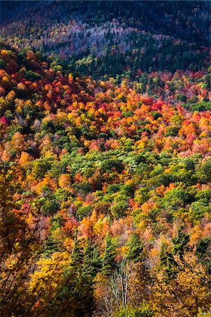 Aerial View of Mountainside Forest in Autumn, Whiteface Mountain, Wilmington, Essex County, New York State, USA Stock Photo - Rights-Managed, Code: 700-06465599