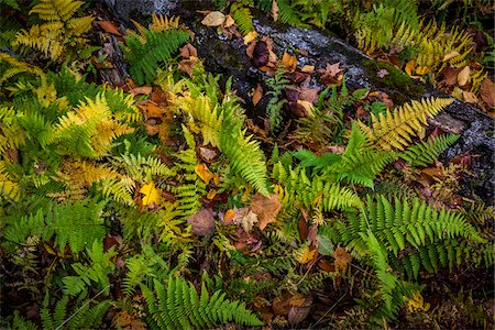 simsearch:700-06465631,k - Ferns and Fallen Tree on Forest Floor Stock Photo - Rights-Managed, Code: 700-06465618