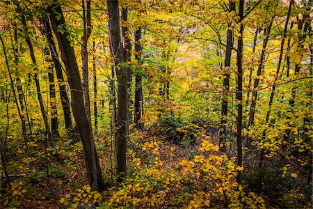 Forest Trees in Autumn, Smugglers Notch, Lamoille County, Vermont, USA Stock Photo - Rights-Managed, Code: 700-06465613