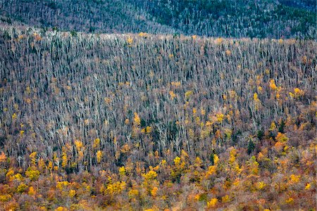 simsearch:700-06465623,k - Trees with Autumn Leaves Interspersed with Bare Trees on Mountainside, White Mountain National Forest, White Mountains, New Hampshire, USA Foto de stock - Con derechos protegidos, Código: 700-06465678