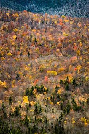 simsearch:700-06465623,k - Trees with Autumn Leaves Interspersed with Bare Trees on Mountainside, White Mountain National Forest, White Mountains, New Hampshire, USA Foto de stock - Con derechos protegidos, Código: 700-06465684