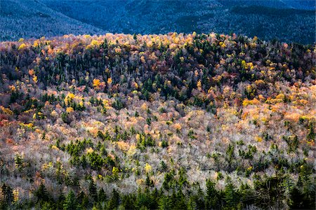 simsearch:700-06465704,k - Trees with Autumn Leaves Interspersed with Bare Trees on Mountainside, White Mountain National Forest, White Mountains, New Hampshire, USA Stock Photo - Rights-Managed, Code: 700-06465685