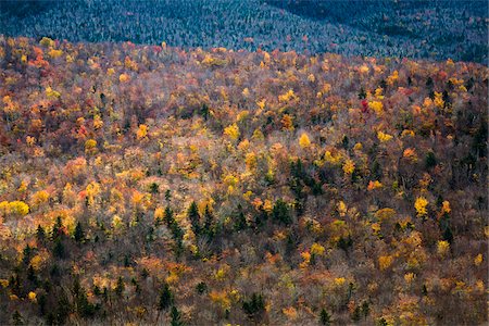 simsearch:700-06465624,k - Trees with Autumn Leaves Interspersed with Bare Trees on Mountainside, White Mountain National Forest, White Mountains, New Hampshire, USA Stock Photo - Rights-Managed, Code: 700-06465686