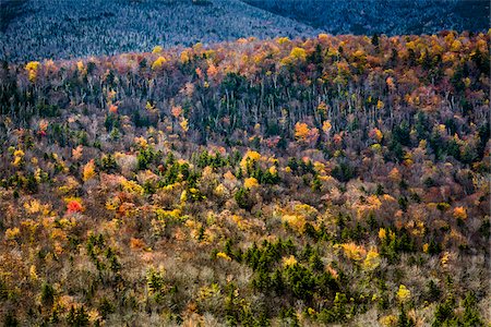 simsearch:700-06465631,k - Trees with Autumn Leaves Interspersed with Bare Trees on Mountainside, White Mountain National Forest, White Mountains, New Hampshire, USA Stock Photo - Rights-Managed, Code: 700-06465681