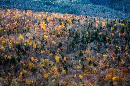 simsearch:700-06465623,k - Trees with Autumn Leaves Interspersed with Bare Trees on Mountainside, White Mountain National Forest, White Mountains, New Hampshire, USA Foto de stock - Con derechos protegidos, Código: 700-06465683