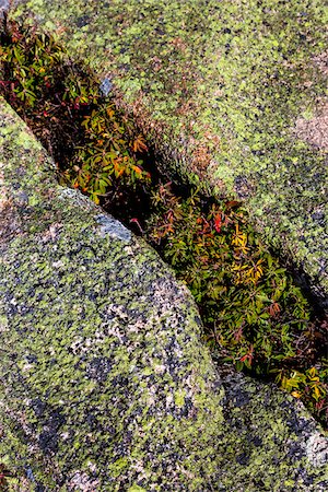 Close-Up of Vegetation and Rocks Stock Photo - Rights-Managed, Code: 700-06465709