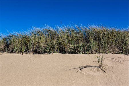 Long Grass on Sand Dune, Race Point, Cape Cod, Massachusetts, USA Stock Photo - Rights-Managed, Code: 700-06465808