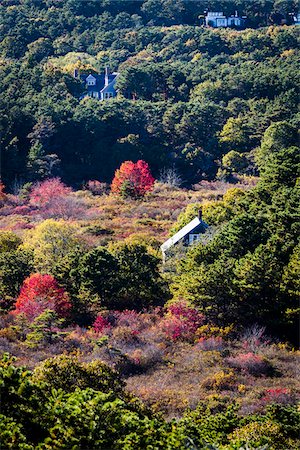 simsearch:700-06465746,k - Overview of Forest Homes in Autumn, Cape Cod, Massachusetts, USA Stock Photo - Rights-Managed, Code: 700-06465811