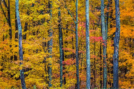 simsearch:700-06465623,k - Tree Trunks and Autumn Leaves in Forest Foto de stock - Con derechos protegidos, Código: 700-06465836