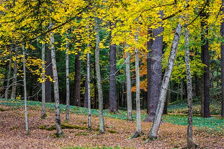 simsearch:700-06465624,k - Trees in Autumn, Lenox, Berkshire County, Massachusetts, USA Stock Photo - Rights-Managed, Code: 700-06465831