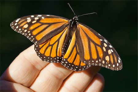 fremont - Close-up of Monarch Butterfly on Hand, Ardenwood Regional Preserve, Fremont, California, USA Stock Photo - Rights-Managed, Code: 700-06471345