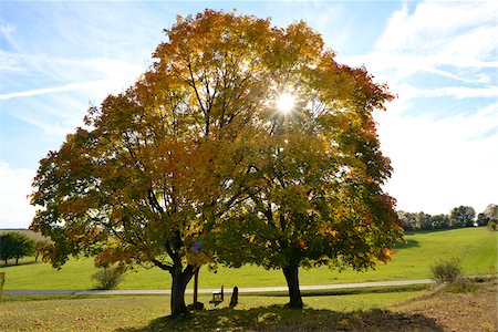 roads and sun - Bench Beneath Field Maple Trees by Side of Road in Autumn, Upper Palatinate, Bavaria, Germany Foto de stock - Con derechos protegidos, Código: 700-06486515