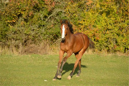 Young Bavarian Warmblood Horse Running, Bavaria, Germany Photographie de stock - Rights-Managed, Code: 700-06486516