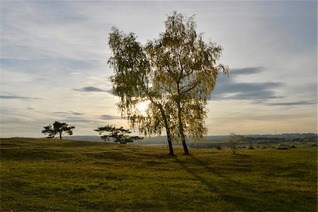 Birch Trees in Field in Autumn, Upper Palatinate, Germany Stock Photo - Rights-Managed, Code: 700-06486521